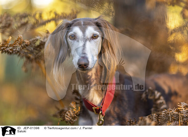 Saluki / Saluki / JEP-01398