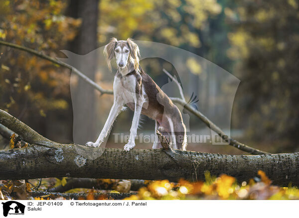 Saluki / Saluki / JEP-01409