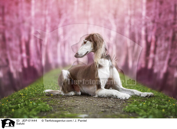 Saluki / Saluki / JEP-01444