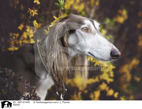 Saluki / Saluki / JEP-01445