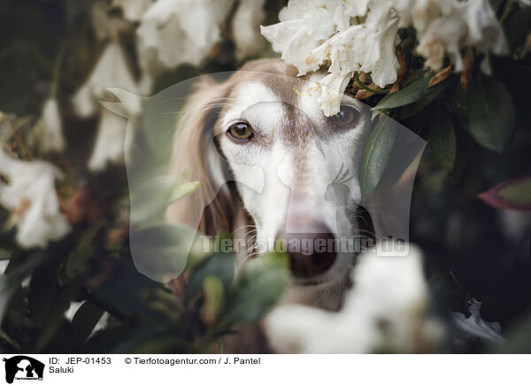 Saluki / Saluki / JEP-01453