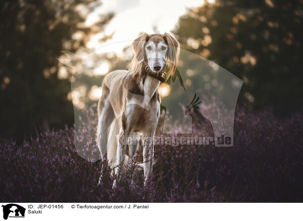 Saluki / Saluki / JEP-01456
