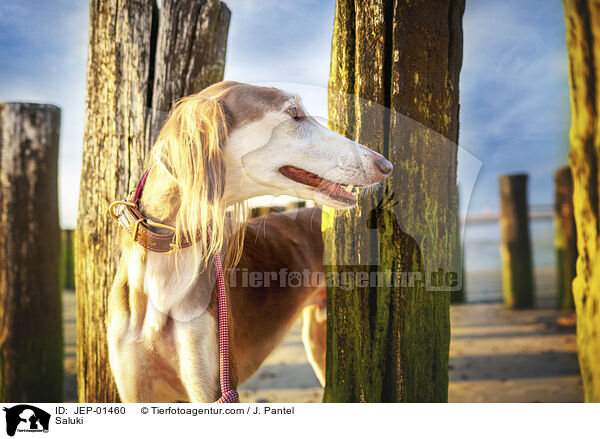 Saluki / Saluki / JEP-01460
