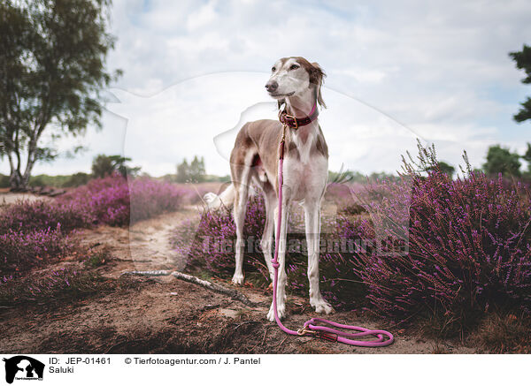 Saluki / Saluki / JEP-01461