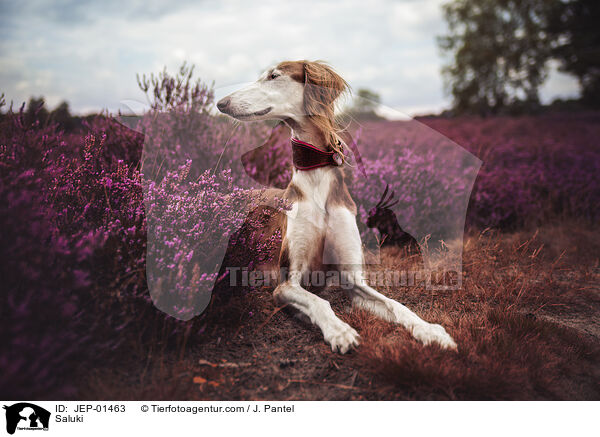 Saluki / Saluki / JEP-01463