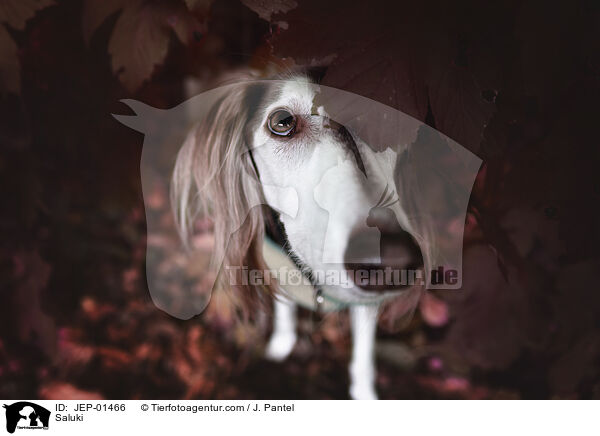 Saluki / JEP-01466