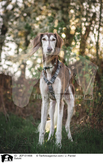 Saluki / Saluki / JEP-01468