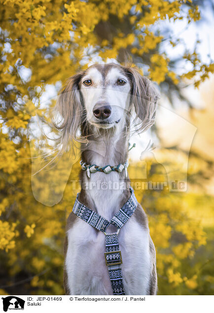 Saluki / Saluki / JEP-01469