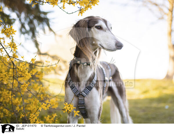 Saluki / Saluki / JEP-01470