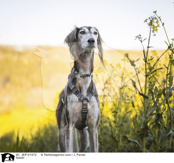 Saluki / Saluki / JEP-01472