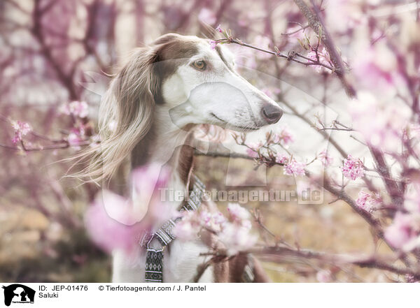 Saluki / Saluki / JEP-01476