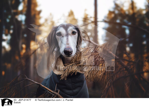 Saluki / Saluki / JEP-01477