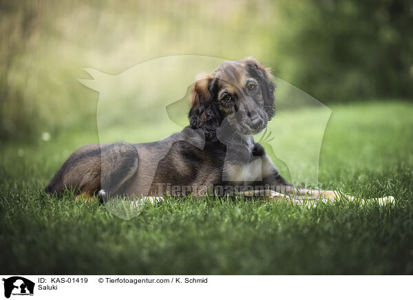 Saluki / Saluki / KAS-01419