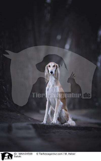Saluki / MAH-04598