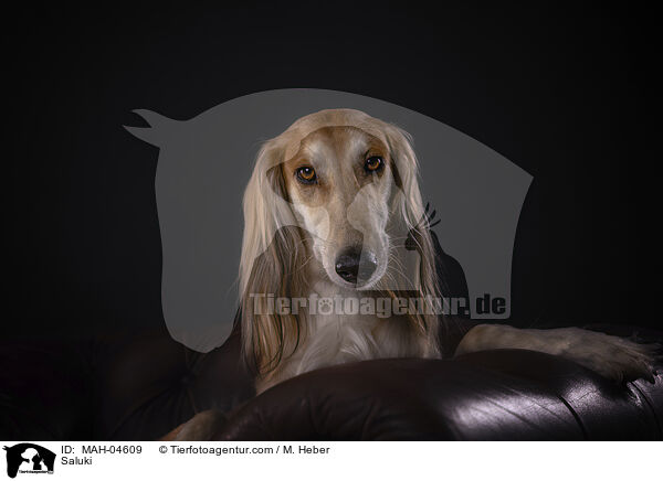 Saluki / Saluki / MAH-04609