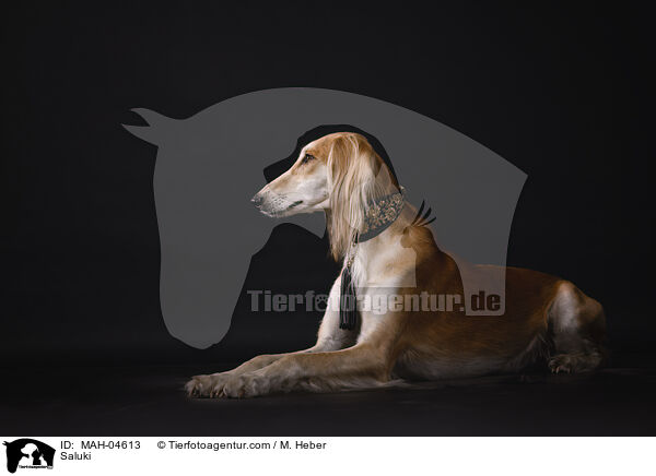 Saluki / Saluki / MAH-04613