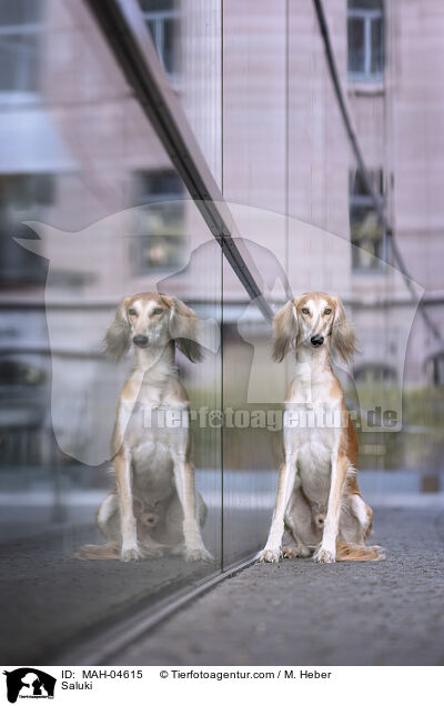 Saluki / Saluki / MAH-04615