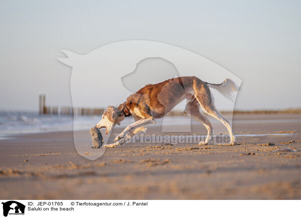 Saluki on the beach / JEP-01765
