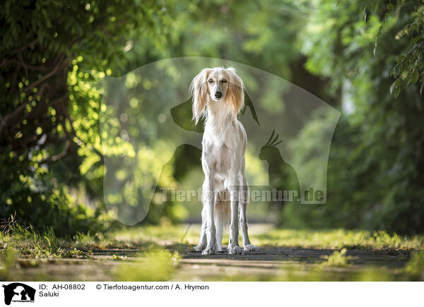 Saluki / Saluki / AH-08802