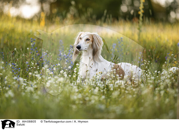 Saluki / Saluki / AH-08805