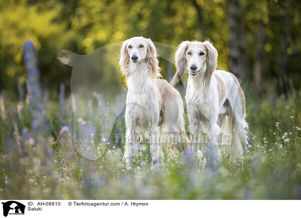 Saluki / Saluki / AH-08810