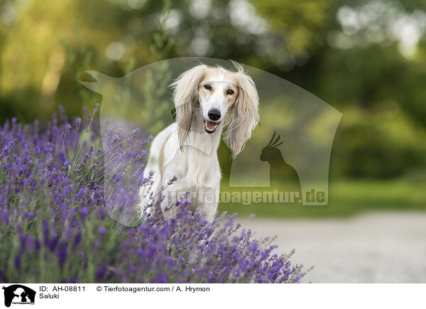 Saluki / Saluki / AH-08811