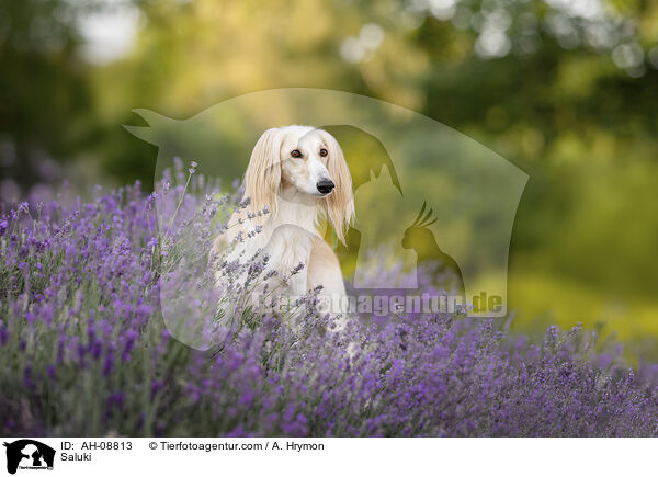 Saluki / Saluki / AH-08813