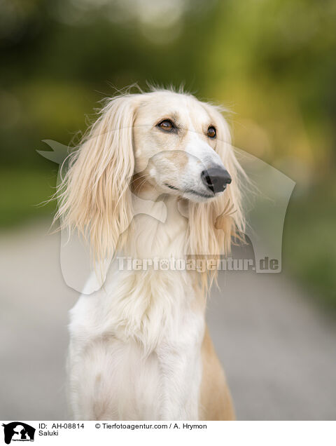 Saluki / Saluki / AH-08814