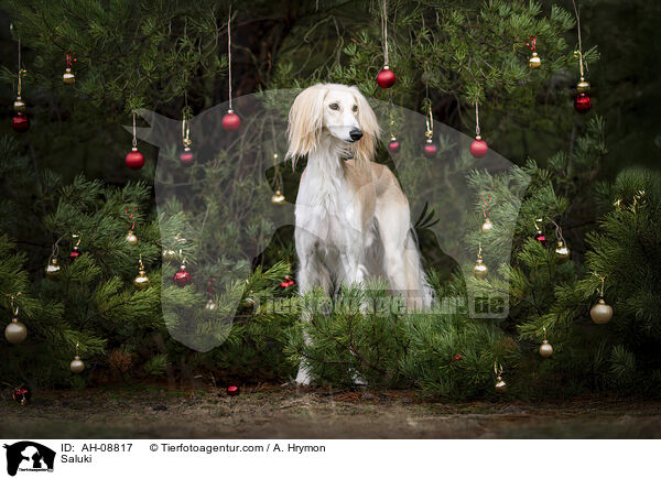 Saluki / Saluki / AH-08817