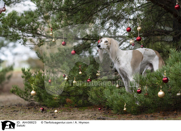 Saluki / Saluki / AH-08823