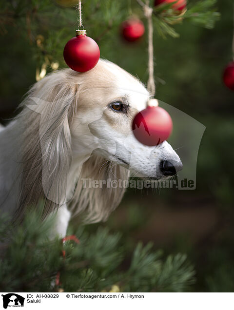 Saluki / Saluki / AH-08829