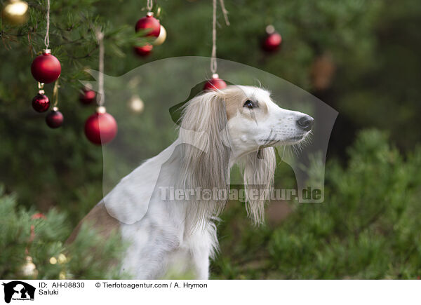 Saluki / Saluki / AH-08830