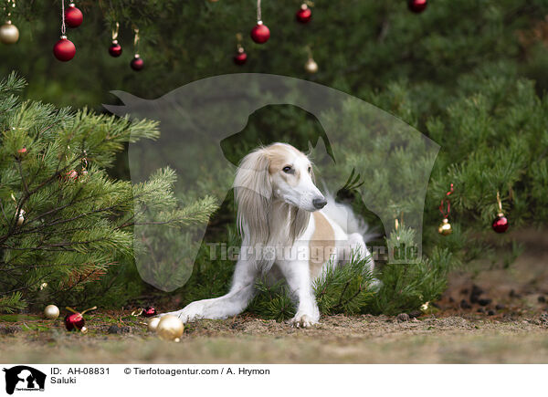 Saluki / Saluki / AH-08831