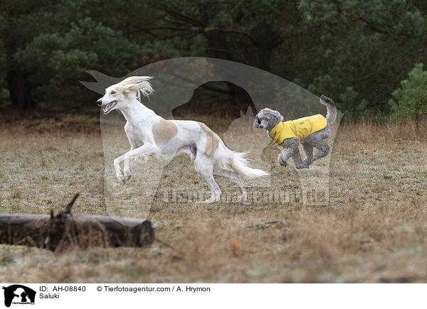 Saluki / Saluki / AH-08840