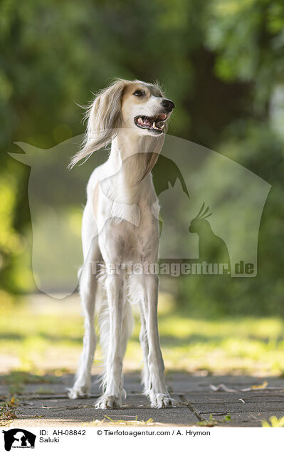 Saluki / Saluki / AH-08842
