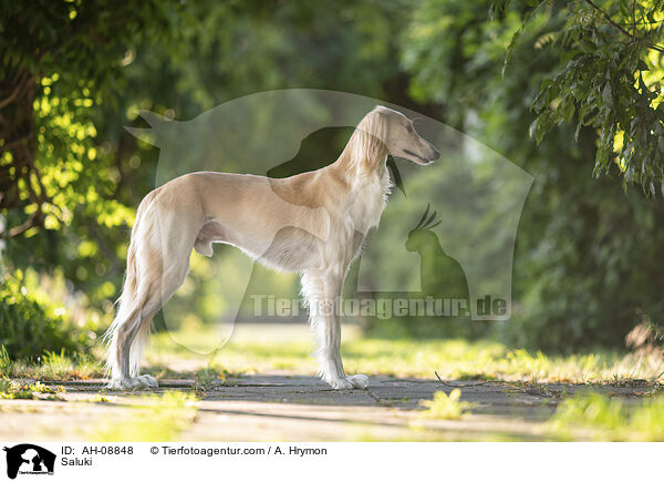 Saluki / AH-08848