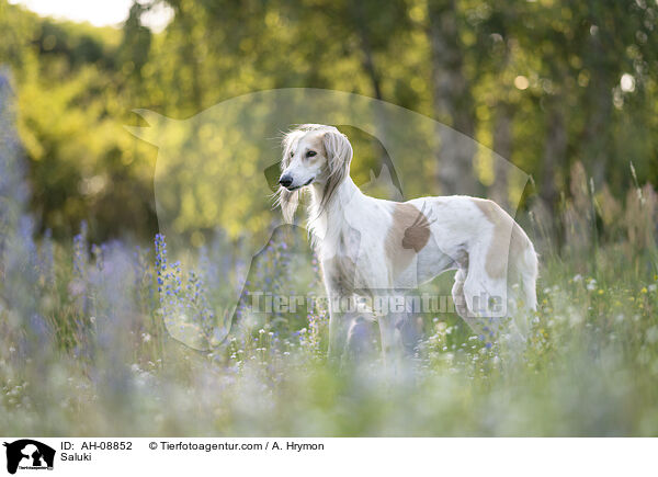 Saluki / Saluki / AH-08852