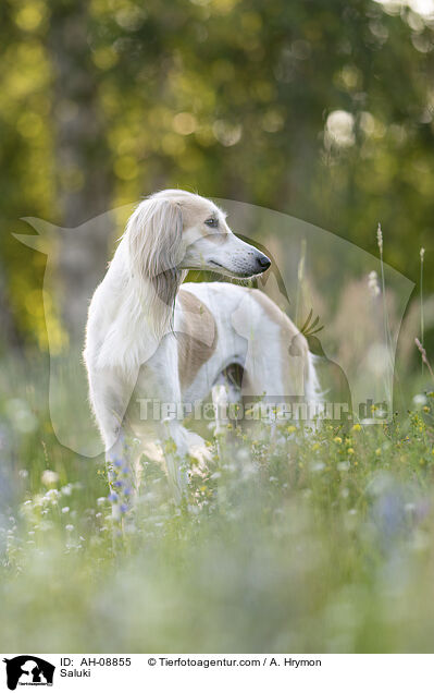 Saluki / Saluki / AH-08855