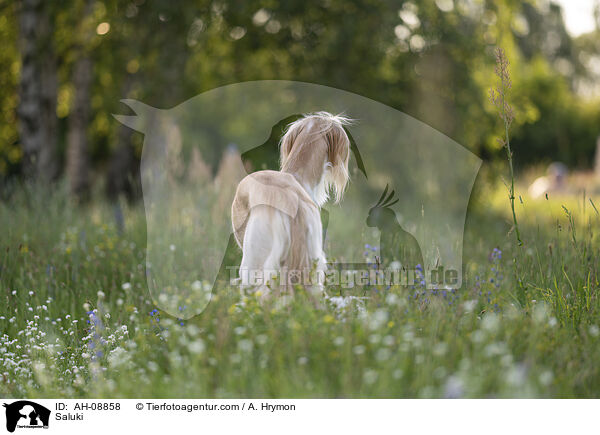 Saluki / Saluki / AH-08858