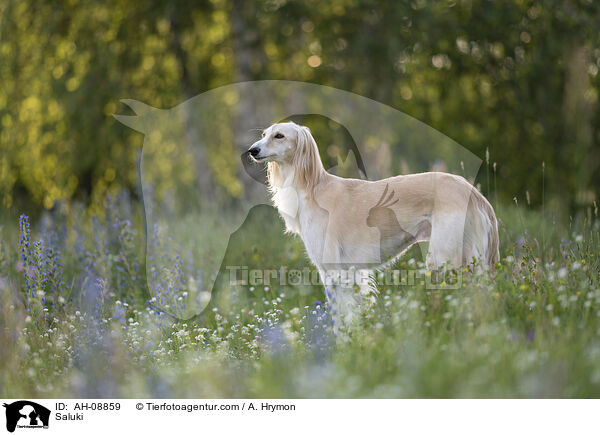 Saluki / AH-08859