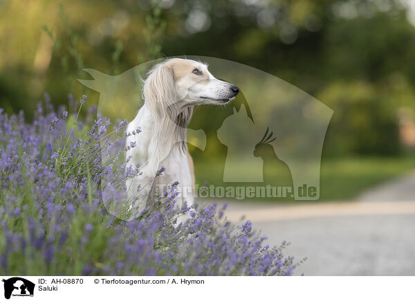 Saluki / AH-08870