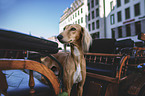 standing Saluki