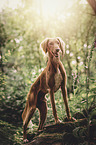 standing Saluki