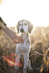 Saluki puppy