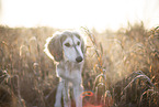 Saluki puppy