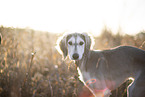 Saluki puppy