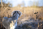 Saluki puppy