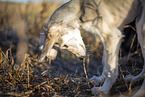 Saluki puppy