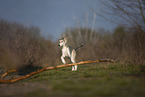 Saluki puppy