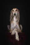 sighthound